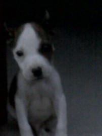 tayson